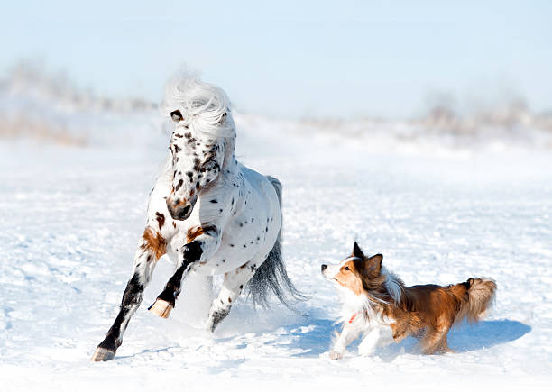 pony appaloosa with border collie have fun in snow pony appaloosa with border collie have fun in snow appaloosa stock pictures, royalty-free photos & images