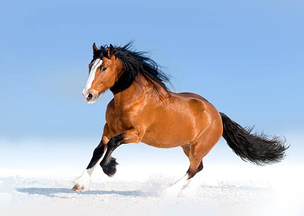 Beautiful snow and a horse racing right for the camera.
