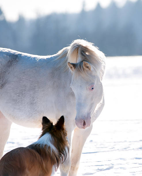 istock welsh pony and dog takling 502737532