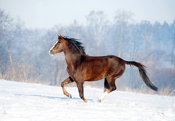 istock brown welsh pony runs free in winter field 502737608