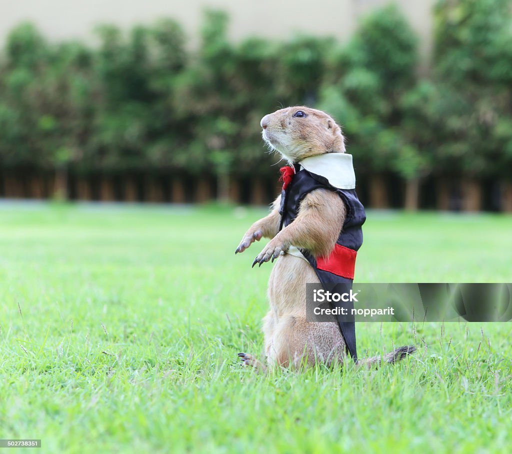 Prairie Dog Wearing Tuxedo Stock Photo - Download Image Now - Texas, Plain, Great Plains - iStock Prairie Dog Wearing Tuxedo Stock Photo - Download Image Now - Texas, Plain, Great Plains - iStock