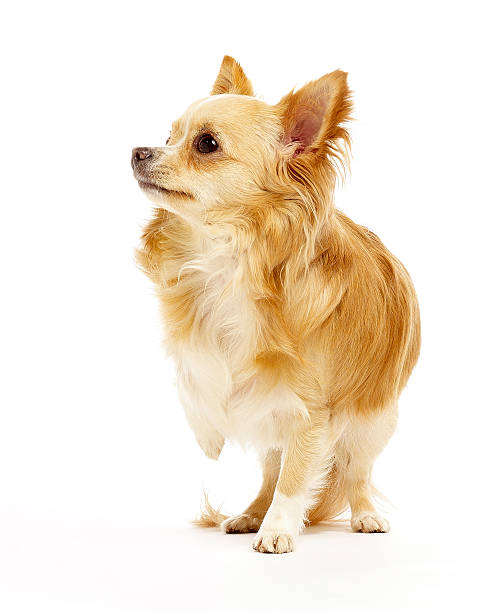 istock chihuahua standing on white background 502738433