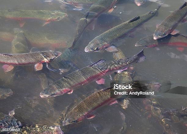 Trout Stock Photo - Download Image Now - Fish, Aquaculture, Brown Trout