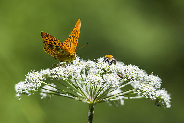 la flor de la vida en - argynnis fotografías e imágenes de stock