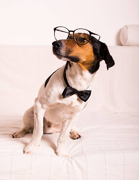 istock Cute dog in tie - very elegant 502738615