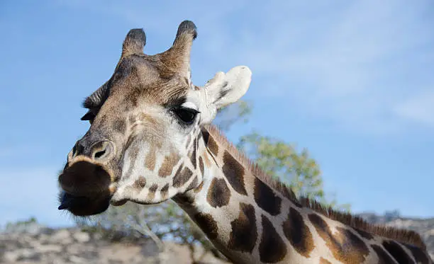 Portrait of a curious giraffe wondering around caravan in a safari park