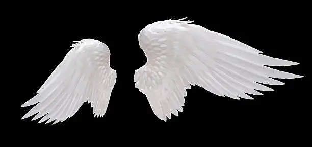 Photo of white angel wing
