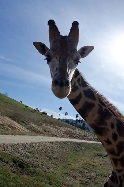 Portrait of a curious giraffe wondering around caravan in a safari park
