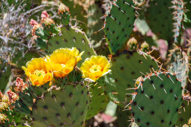 istock Saguaro National Park 502739168