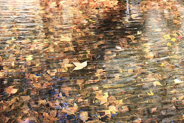 istock The fallen autumn leaves of different colors 502739268