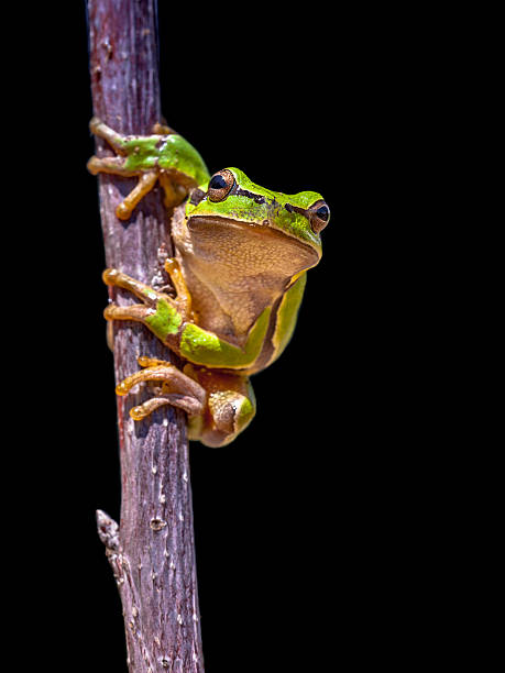 istock climbing European tree frog on black background 502739912