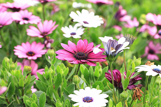 istock Blue-eyed Daisy,African Daisy,Cape Daisy,Spoon Daisy 502740038