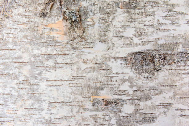 écorce de bouleau - birch bark photos et images de collection