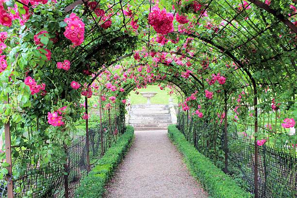 istock Ornamental rose garden 502741089