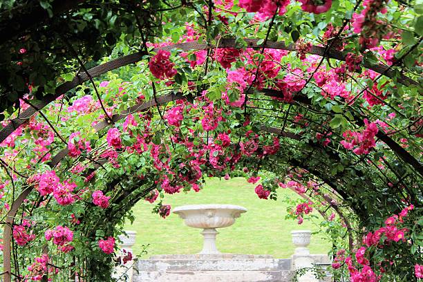 istock Ornamental rose garden 502741091