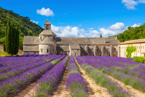 Lavender fields reflection blue sky, Provence, France.
