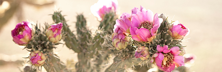Beautiful pink blossoms on a cholla in the desert of New Mexico, USA.