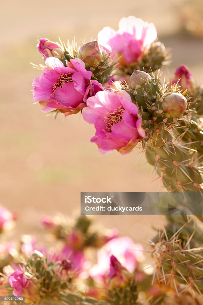 Cactus laineux avec rose fleurs au Nouveau-Mexique - Photo de Arbre en fleurs libre de droits