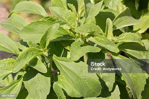 Hojas De Estevia Foto de stock y más banco de imágenes de Aire libre - Aire libre, Alimento, Azúcar