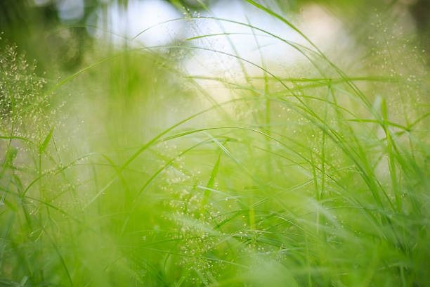 istock Grass Green Close-up In Meadow Garden 502742755