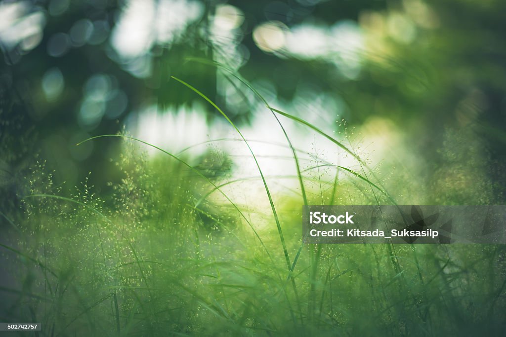 Hierba verde Close-up In Meadow al jardín - Foto de stock de Naturaleza libre de derechos