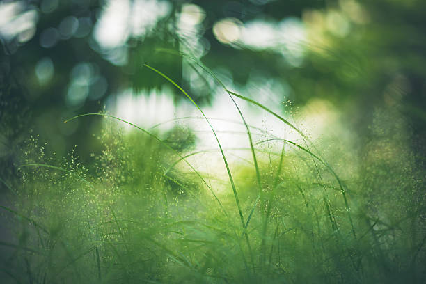 vert herbe près de meadow le jardin - dew summer growth flower photos et images de collection