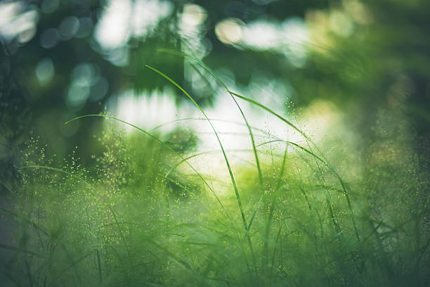 erba verde in primo piano nel prato giardino - grass water dew green foto e immagini stock