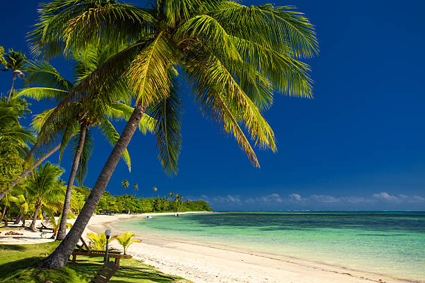 istock Palm trees and a white sandy beach at Fiji 502742801