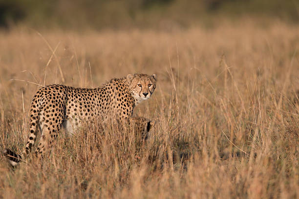 istock Cheetah standing , Masai Mara , Kenya 502743051