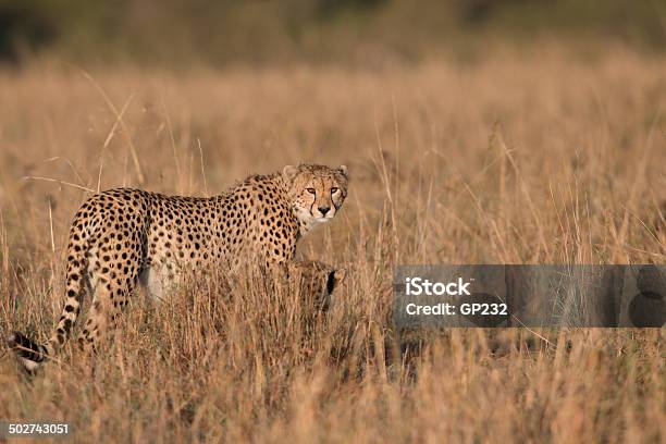 Cheetah Standing Masai Mara Kenya Stock Photo - Download Image Now - Africa, Animal, Animal Behavior