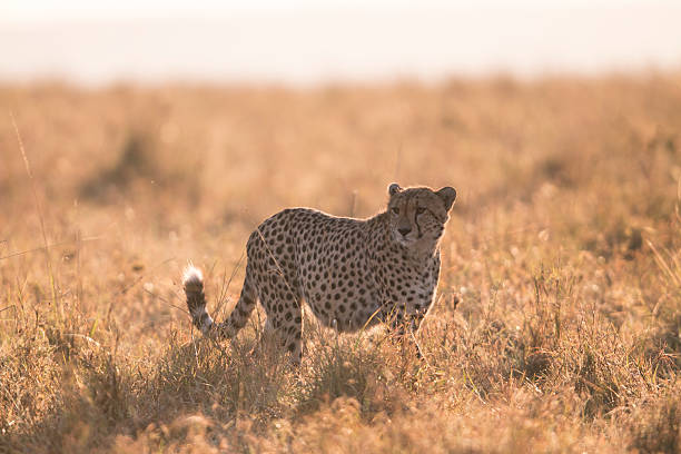 istock Cheetah in long grass,Masai Mara Kenya 502743065