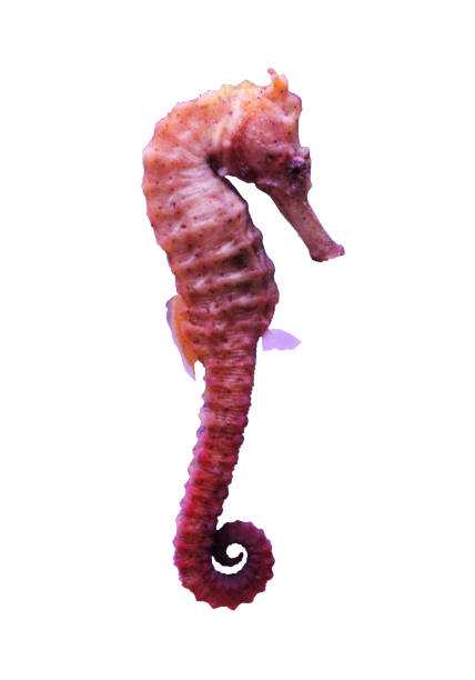 istock Seahorse (Hippocampus comes) isolated on white background. 502743523