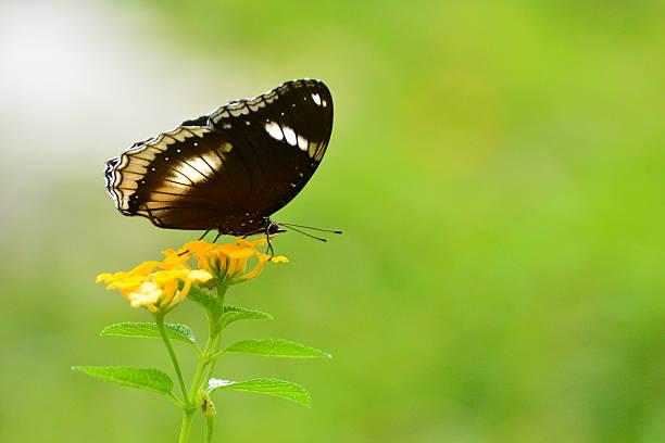 istock Hypolimnas bolina butterfly 502743749