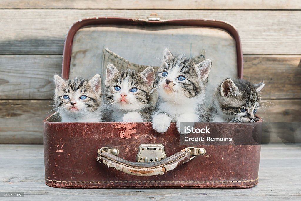 Kätzchen look im Trend - Lizenzfrei Katzenjunges Stock-Foto