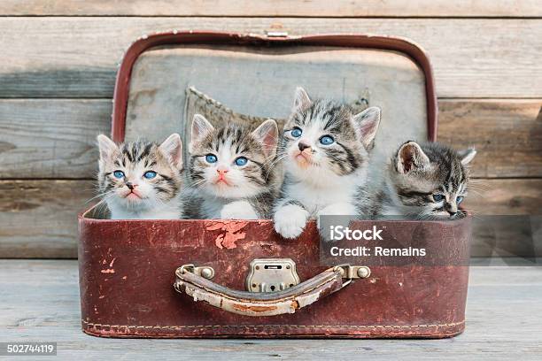 Kätzchen Look Im Trend Stockfoto und mehr Bilder von Katzenjunges - Katzenjunges, Niedlich, Hauskatze