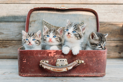 Kittens in retro suitcase on a wooden background