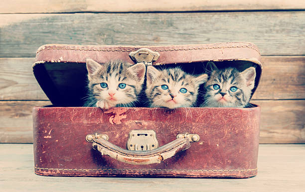 istock Kittens are sitting in suitcase 502744121