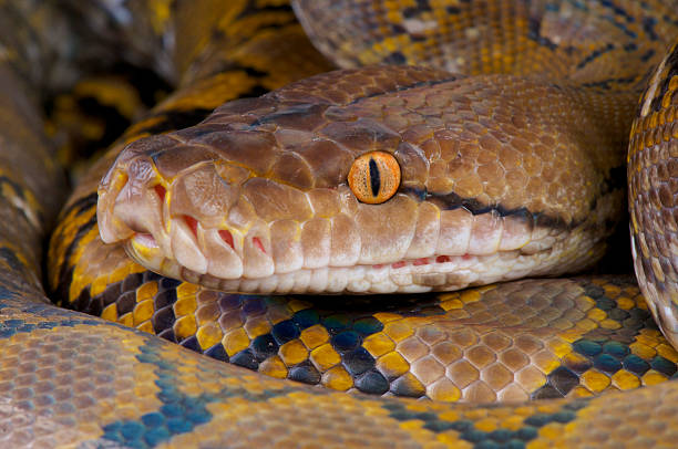 Reticulated python / Python reticulatus The Reticulated python is the longest snake species in the world. reticulated python stock pictures, royalty-free photos & images