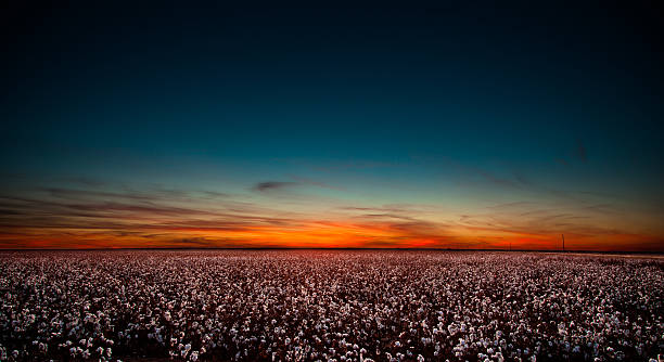 campo di cotone in west texas al tramonto - ovest foto e immagini stock