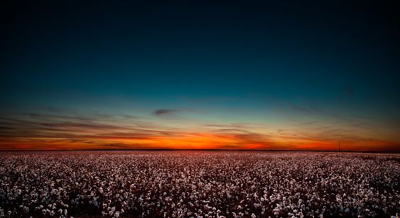 Sunset in West Texas over a large cotton field.