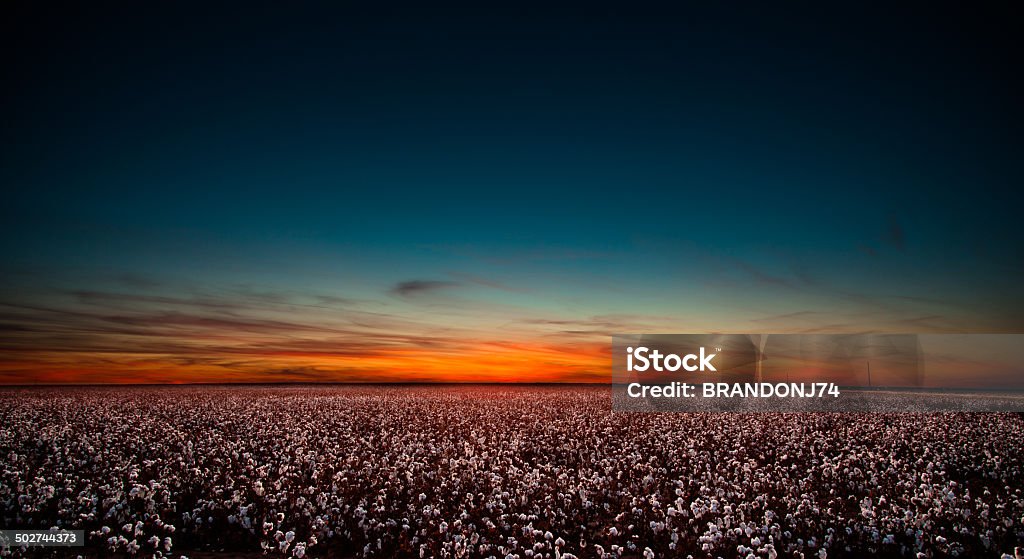 Cotton Field in West Texas at Sunset Sunset in West Texas over a large cotton field. Agricultural Field Stock Photo
