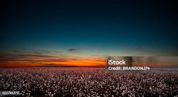 Cotton Field In West Texas At Sunset Stock Photo - Download Image Now - Agricultural Field, Cotton, Cotton Plant