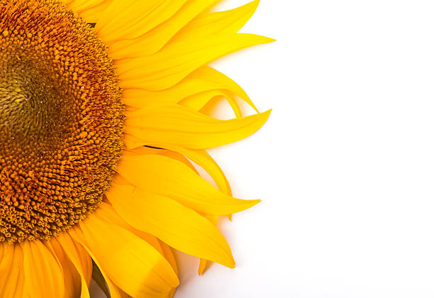 istock Sunflower isolated on white background 502744903