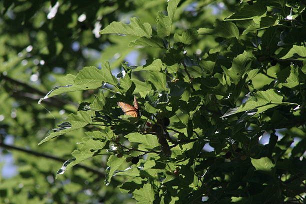 Monarch Like Butterfly in a Tree
