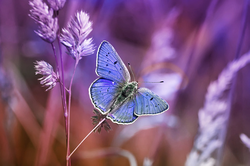 little blue butterfly sitting among the grasses on a lilac background