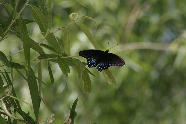 istock Black Buttefly with Blue Spots in a Tree 502750886