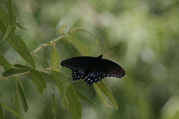 Black Buttefly with Blue Spots in a Tree