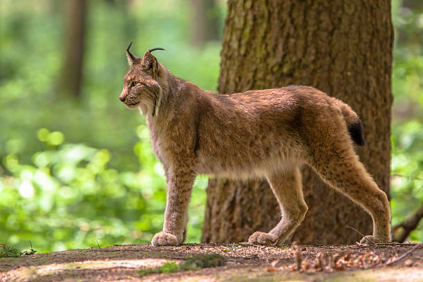 eurasischer luchs - eurasian ethnicity stock-fotos und bilder