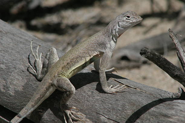 istock Zebra-tailed Lizard Hanging Out on the Ground 502751410