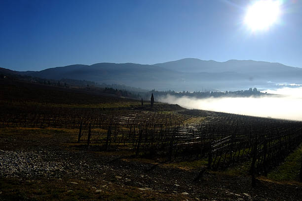 istock Foggy day in a Chianti area 502751438